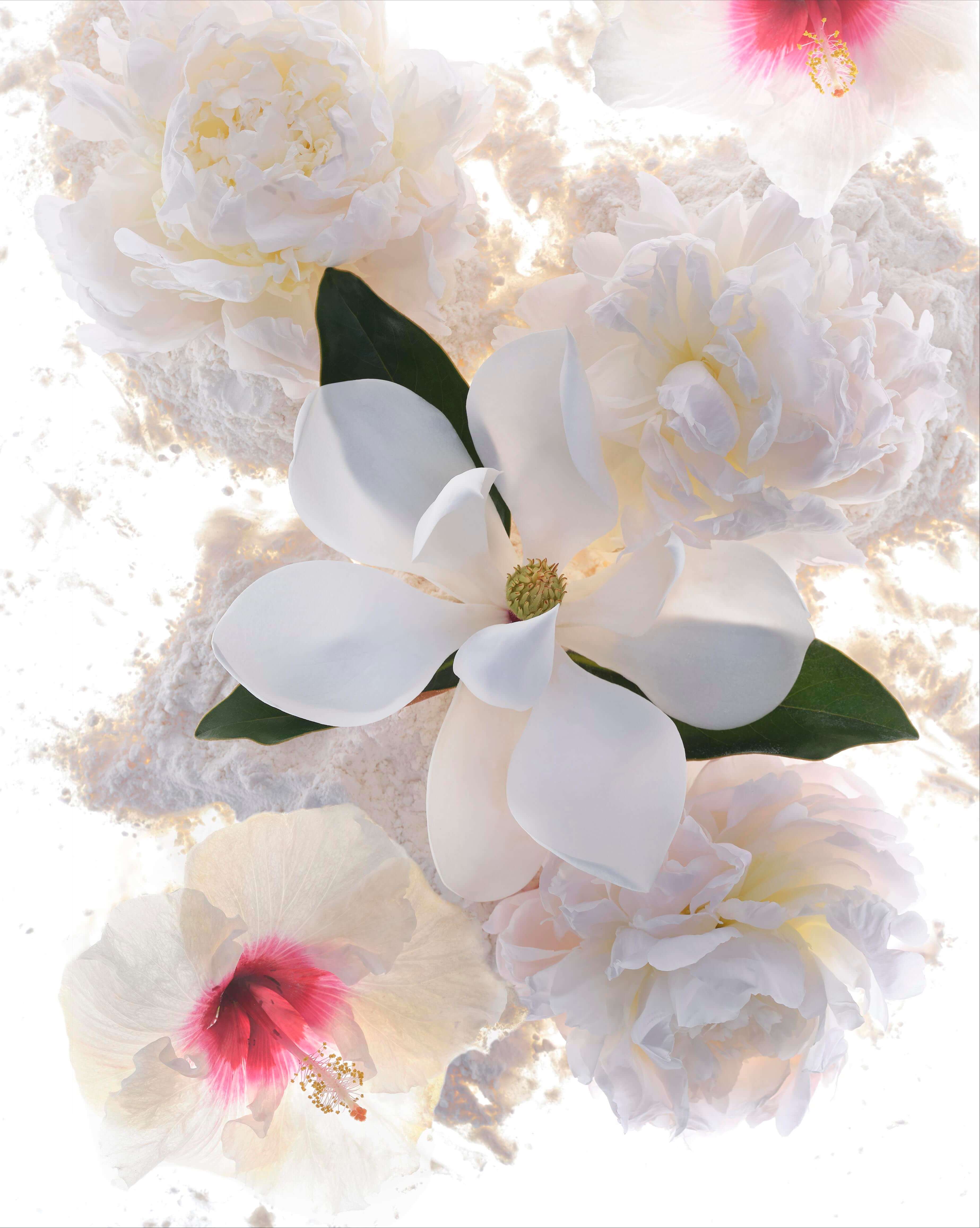 Online Flower Delivery Sydney & Floral Shop Grandiflora