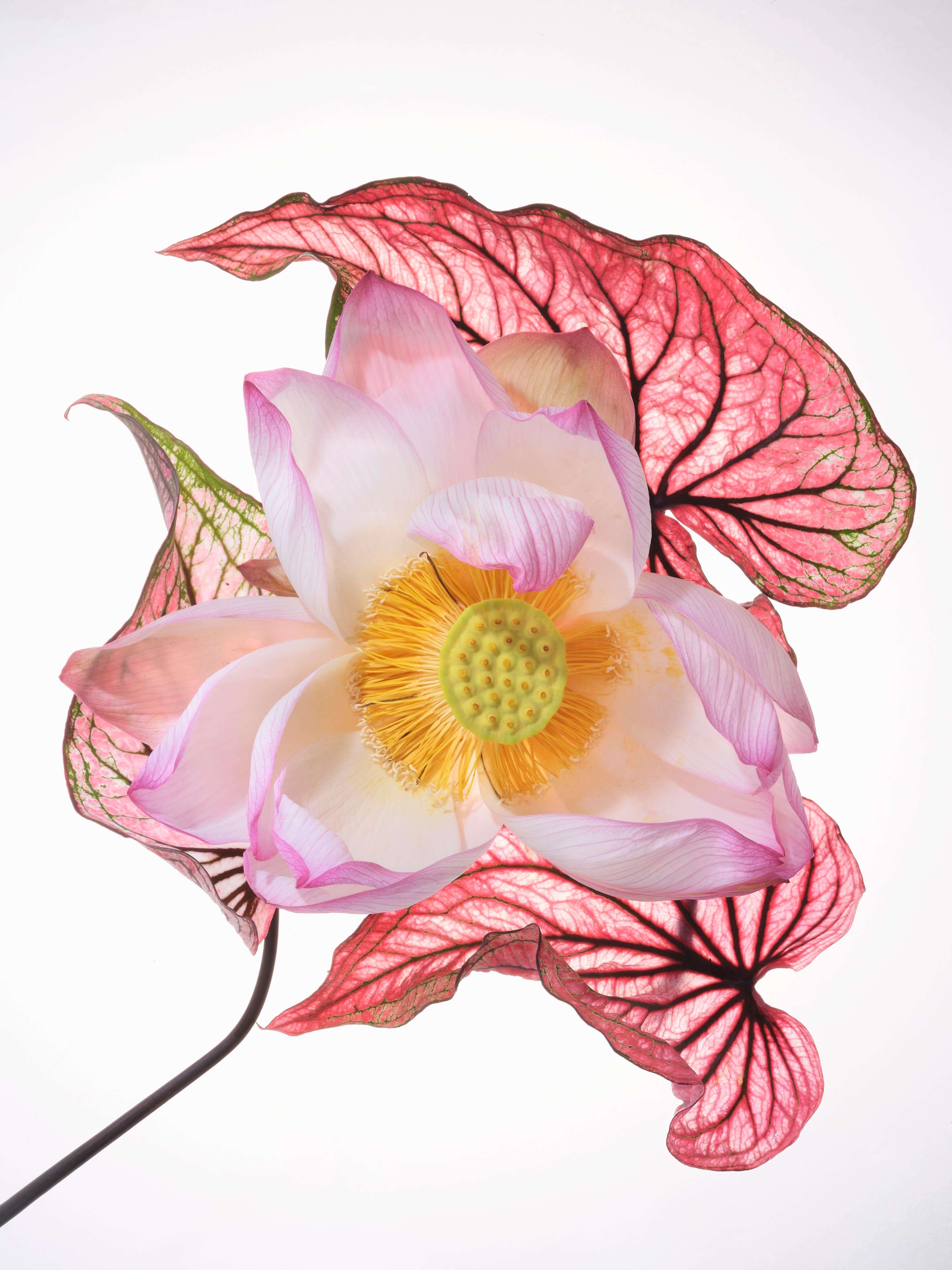 Online Flower Delivery Sydney & Floral Shop Grandiflora