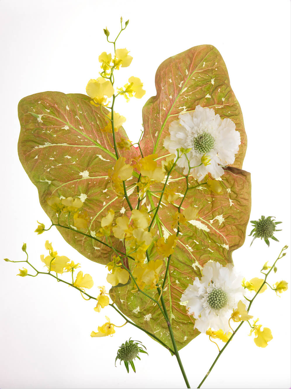 Online Flower Delivery Sydney & Floral Shop Grandiflora