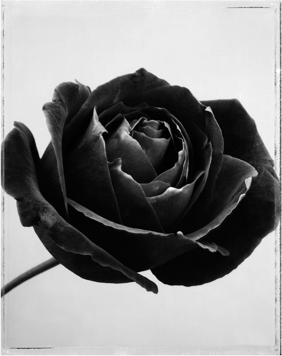 Gift for Wife Flower Photography Black & White / Color Print Rose Photo It Was Written Limited Edition Print